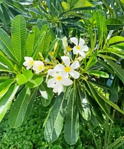 White Plumeria Flower Diamond Painting