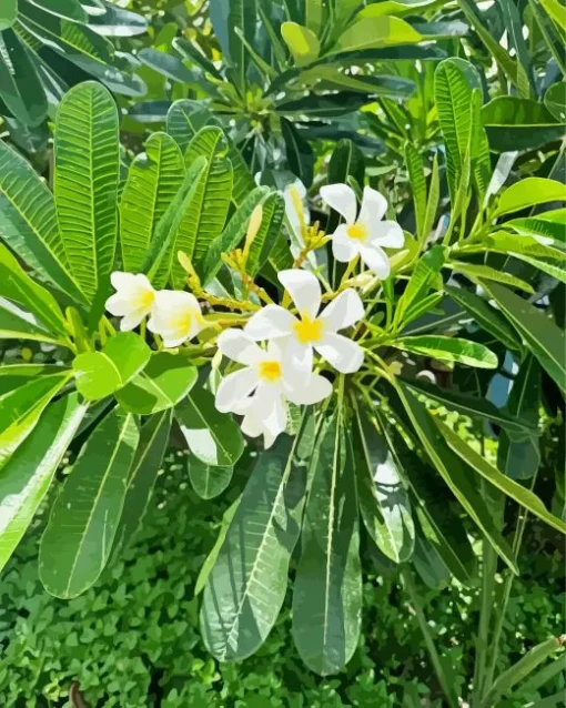 White Plumeria Flower Diamond Painting