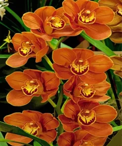 Brown Flowers Diamond Painting