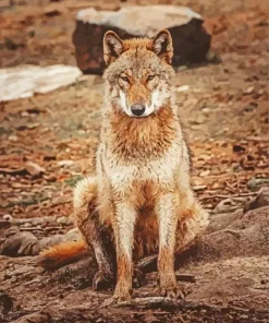 Brown Wolf Diamond Painting
