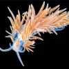 Flabellina Art Diamond Painting