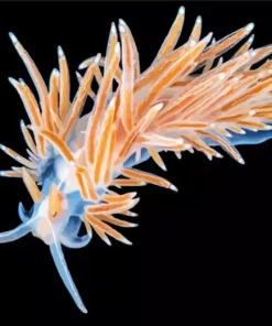 Flabellina Art Diamond Painting