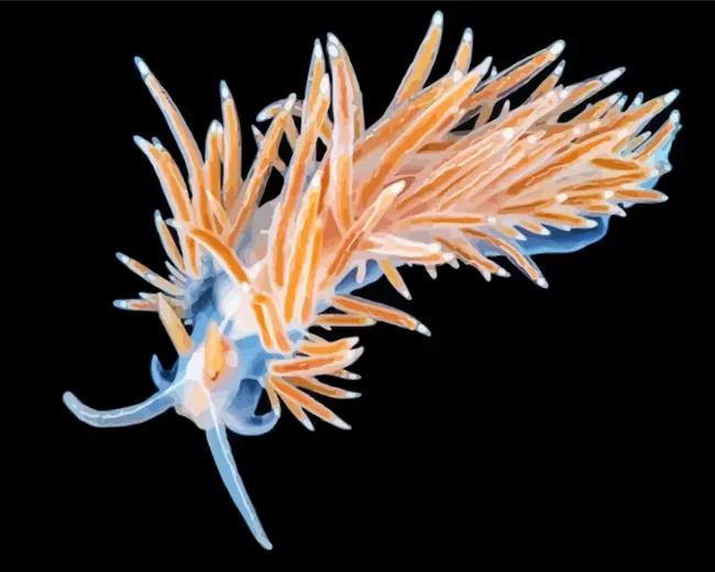 Flabellina art Diamond Paintings Flabellina Art Diamond Painting