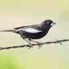 Lark Bunting Bird Diamond Painting