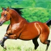 Arabian Brown Horse Diamond Painting