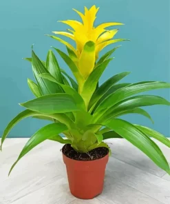 Bromeliad Pot Diamond Painting