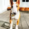Brown And White English Bull Terrier Diamond Painting