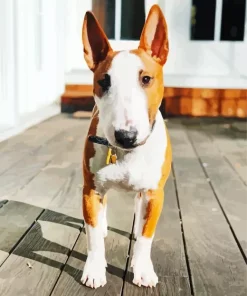 Brown And White English Bull Terrier Diamond Painting
