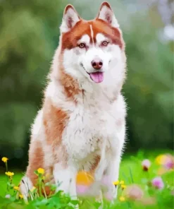 Brown And White Husky Diamond Painting