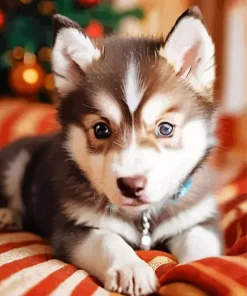 Brown Baby Husky Diamond Painting