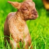Brown Baby Lamb Diamond Painting