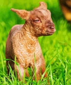 Brown Baby Lamb Diamond Painting