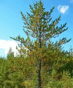 Jack Pine Plant Diamond Painting