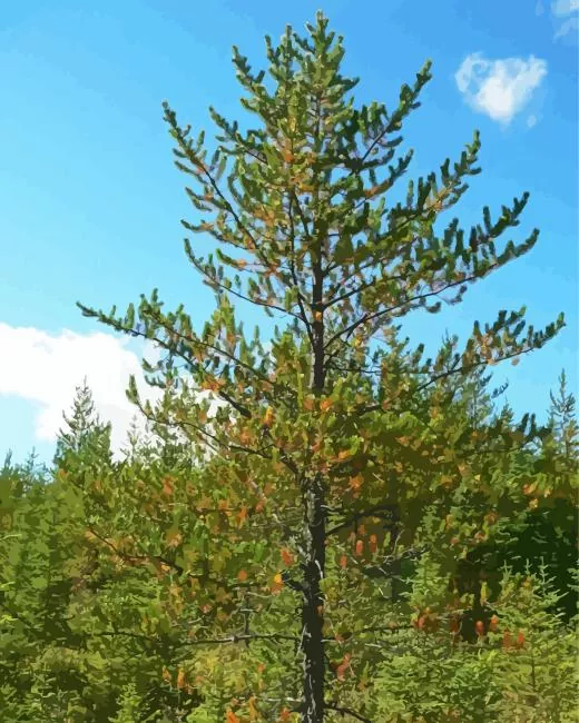 jack pine plant Diamond With Numbers Jack Pine Plant Diamond Painting