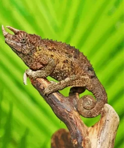 Jacksons Chameleon Diamond Painting