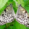 Large Tree Nymph Diamond Painting