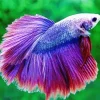 Lavender Betta Fish Diamond Painting