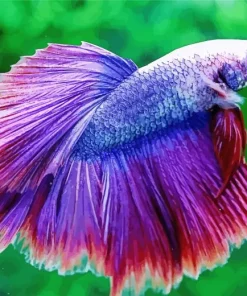 Lavender Betta Fish Diamond Painting