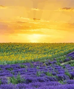 Lavenders And Sunflowers Diamond Painting
