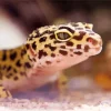 Leopard Gecko Diamond Painting