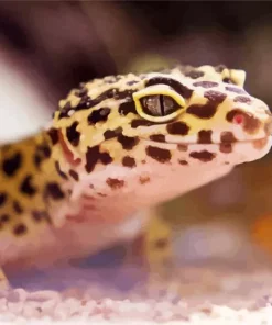 Leopard Gecko Diamond Painting