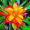 Orange Bromeliad Diamond Painting