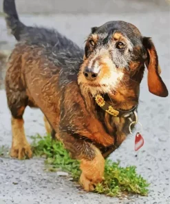 Wire Haired Dachshund Diamond Painting