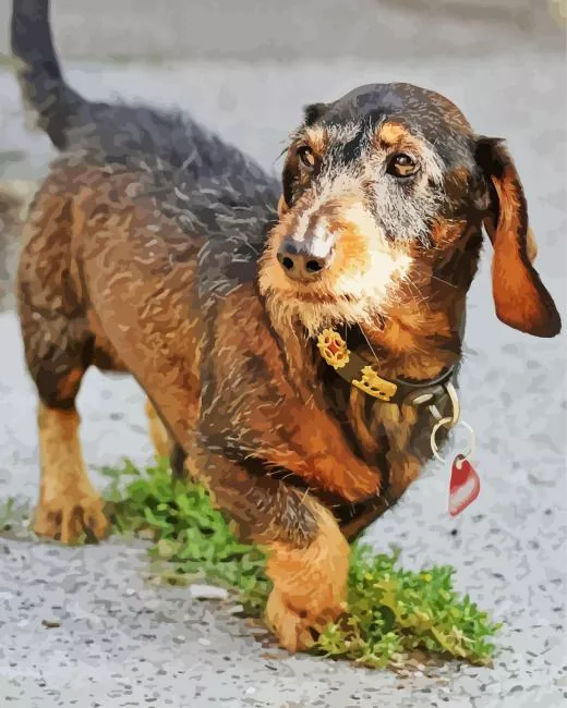 wire haired dachshund Diamond With Numbers Wire Haired Dachshund Diamond Painting