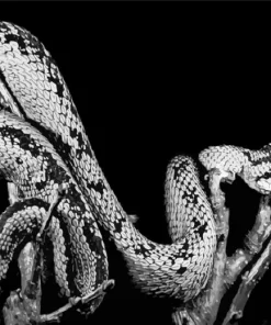 Black And White Bush Snake Diamond Painting