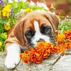 Adorable Brown Boxer Puppy Diamond Painting