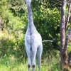 Albino Giraffe Diamond Painting
