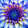 Blue Dahlia Flower Diamond Painting