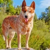 Brown Blue Heeler Diamond Painting