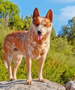Brown Blue Heeler Diamond Painting