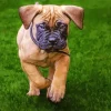 Brown Bull Mastiff Puppy Diamond Painting