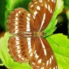 Brown Butterfly Diamond Painting