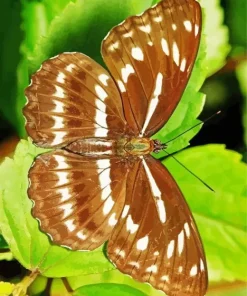 Brown Butterfly Diamond Painting