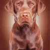 Brown English Labrador Diamond Painting