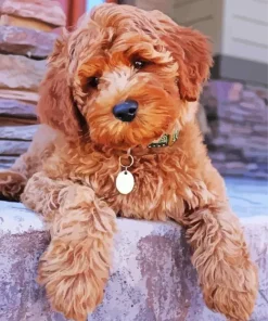 Brown Fluffy Poodle Diamond Painting