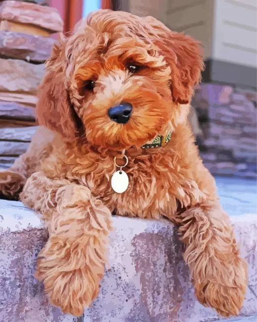 brown fluffy poodle Diamond Paints Brown Fluffy Poodle Diamond Painting