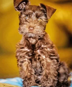 Brown Mini Schnauzer Diamond Painting