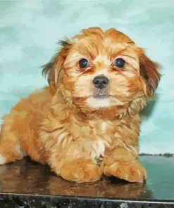 Brown Morkie Diamond Painting