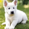 Fully White German Shepherd Diamond Painting