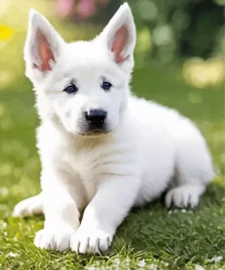 Fully White German Shepherd Diamond Painting