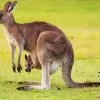 Kangaroo And Baby Diamond Painting