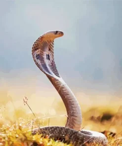 King Cobra Snake Diamond Painting