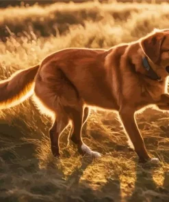 Red Fox Labrador Diamond Painting