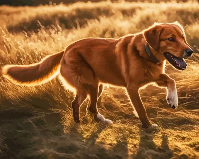 red fox labrador Diamond With Numbers Red Fox Labrador Diamond Painting