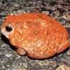 African Red Toad Diamond Painting