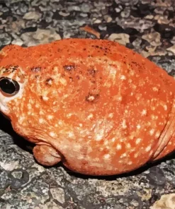 African Red Toad Diamond Painting